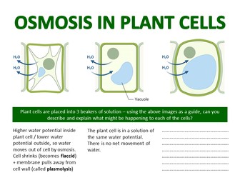 Osmosis - For Section 2D Edexcel IGCSE Biology (Movement of substances in and out of cells)