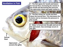 Mechanism of gill respiration in fish picture