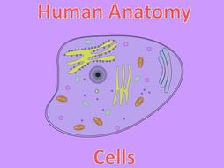 Human Anatomy Quiz: Cells