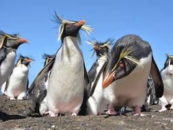 Penguin Food Web