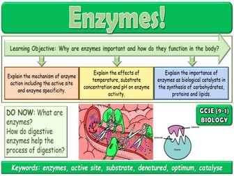 Enzymes GCSE Biology