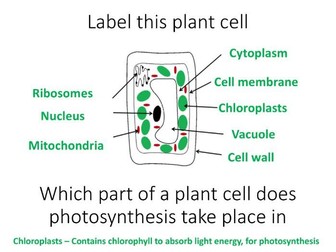 B4 - Bioenergetics revision (AQA BIOLOGY)