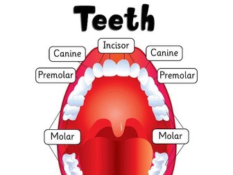 KS2 Human Teeth Lesson – Incisors, Canines, Molars & Functions