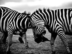 Why do Zebras have stripes? | Teaching Resources