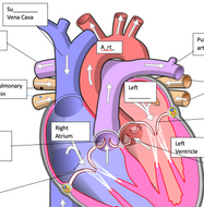 Heart Starter - BIOLOGY GCSE | Teaching Resources