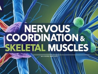 AQA A-level biology 3.6.2 Nervous coordination & 3.6.3 Skeletal muscles