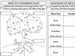 year 3 science plants topic worksheets teaching resources