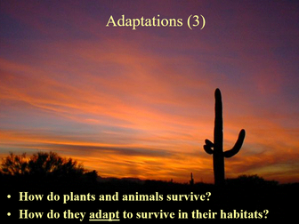 Adaptations in the Sonoran Desert