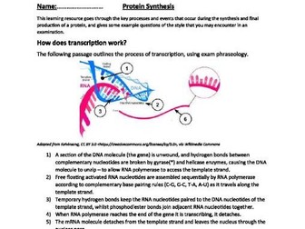 Protein Synthesis