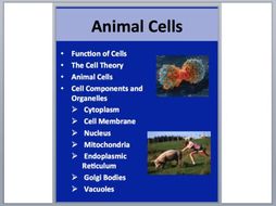 Animal Cells - PowerPoint Lesson and Student Notes Package
