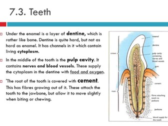 IGSCE - Biology - Human Nutrition - Teeth