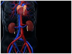 Human Organs PPT Template