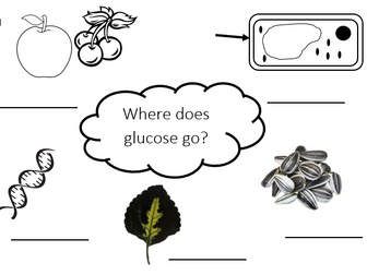 "Where does the glucose go?" Activity