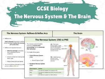 GCSE Biology - The Nervous System & Brain