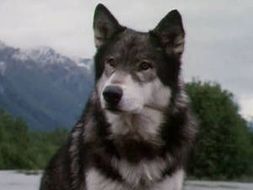 AQA ENGLISH LANGUAGE PAPER 1 Q 2 TASKS - WHITE FANG - KS3 & 4