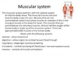 Systems of the human body. Bundle