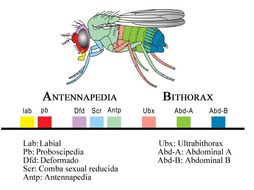 Homeobox and Hox genes for OCR A-level Biology H420