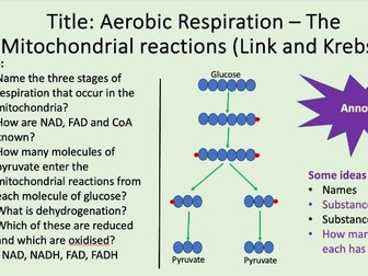 AQA Alevel Respiration - Link reaction and Krebs Cycle