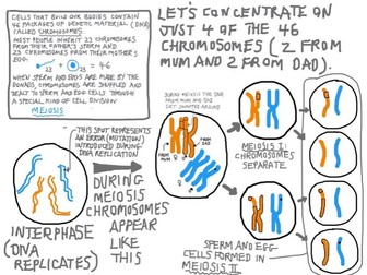 Meiosis: YouTube video with pdf summary sheet