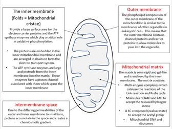 Aerobic respiration (Edexcel A-level Biology B)