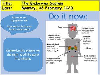 GCSE - The Endocrine System