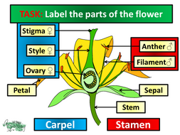 AQA Activate 9.2 - Plant Reproduction