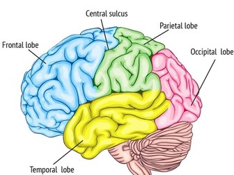 The Human Brain Infograph
