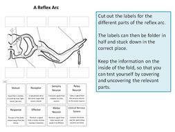 Reflex Arc: Create a Labelled Diagram | Teaching Resources