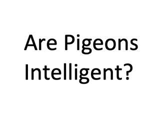 Are Pigeons Intelligent?  Reading Comprehension Guided Reading Y4 Y5