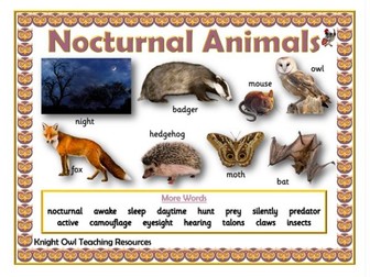 Nocturnal Animals Word Mat Teaching Resources Nocturnal Animals Word Mat Teaching Resources