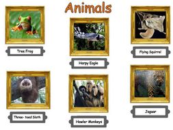 Tropical Rainforest Animal Adaptations Lesson Worksheet Teaching Resources