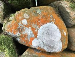 Lichens
