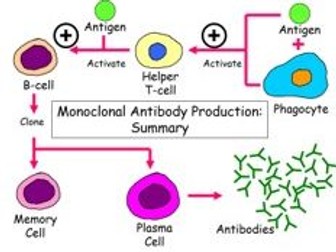 Biology AS - Cell recognition and the immune system