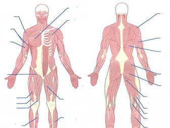 Musculoskeletal Revision Poster (AQA A-Level PE)