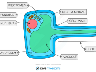 Plant Transport - Roots