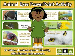 Animal Eyes PowerPoint Activity KS1