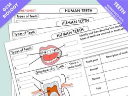 GCSE Biology: Human Teeth Worksheet and Poster by beckystoke - Teaching ...