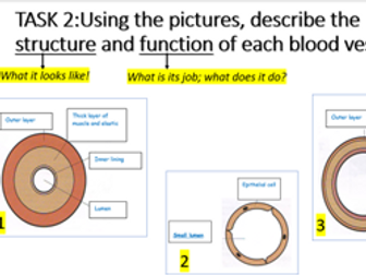 KS3 Transport systems/Circulatory system Powerpoint for full topic