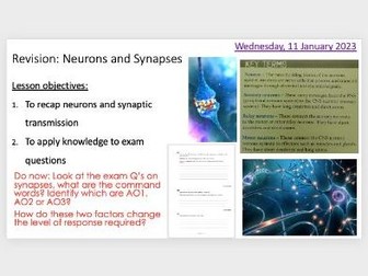 Neurons and Synapses Revision