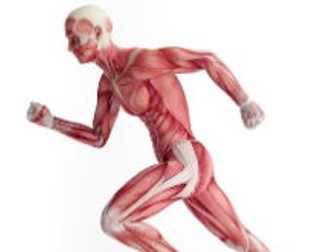 GCSE PE Unit 1 Revision - Treasure Hunt