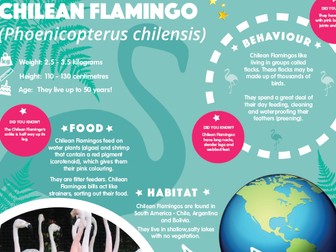 Animal facts / guided reading comprehension