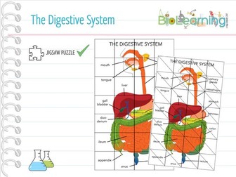 Human body - 4x Jigsaw Puzzles (KS3/KS4) | Teaching Resources