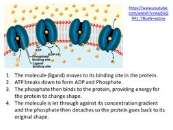 transport active biology level ocr