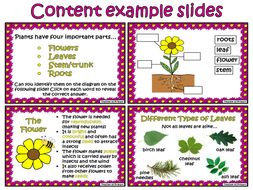 Plants - Year 3 | Teaching Resources
