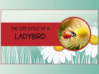 The Life Cycle of a Ladybird : PowerPoint and Worksheets