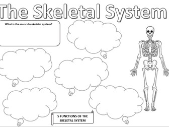 Functions of the Skeleton Sheet