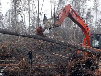 Deforestation and Palm oil - Carousel