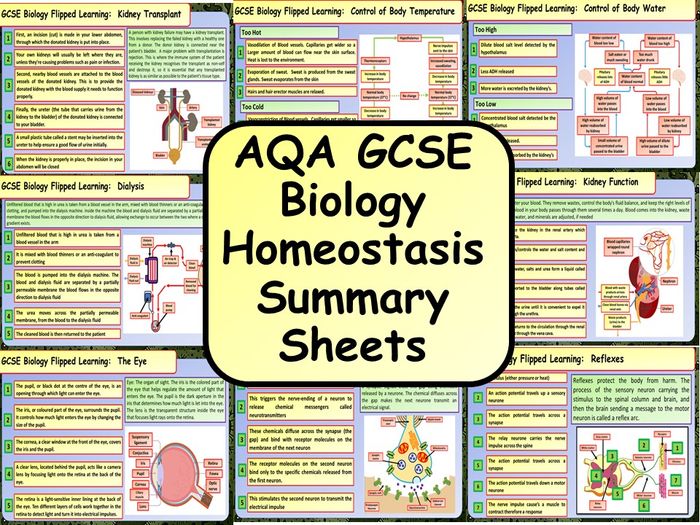 KS4 AQA GCSE Biology (Science) Homeostasis Summary Sheets | Teaching ...