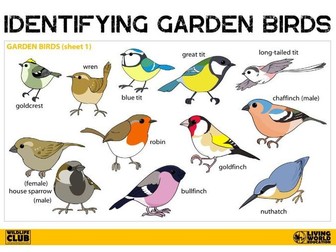 UK Garden Birds ID and colouring sheets