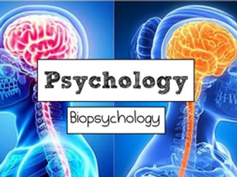Revision posters for AQA A Level Psychology - Biopsychology